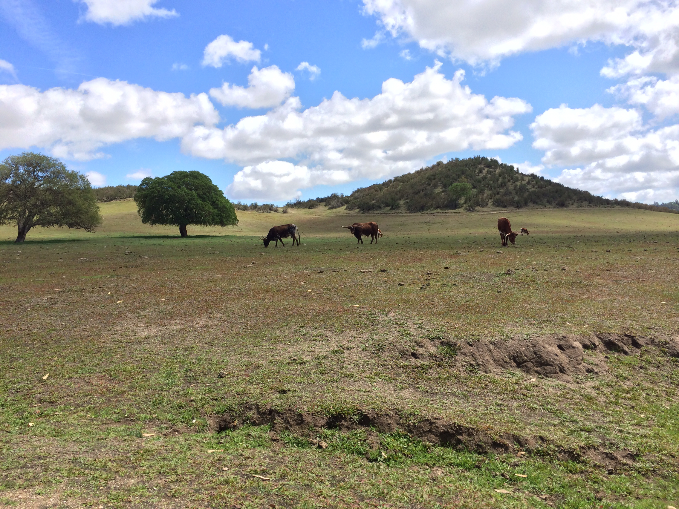Bar 51 Ranch photo